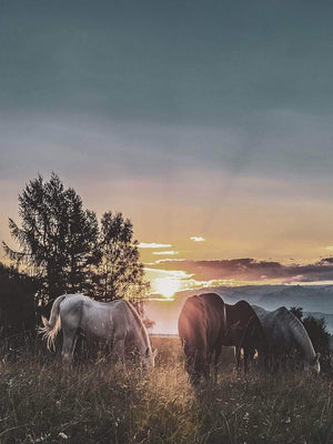 Heste plakat - Heste i solnedgang dyr