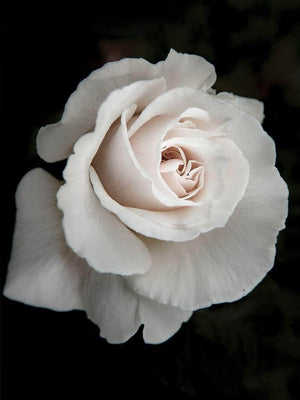 Hvid rose botanik