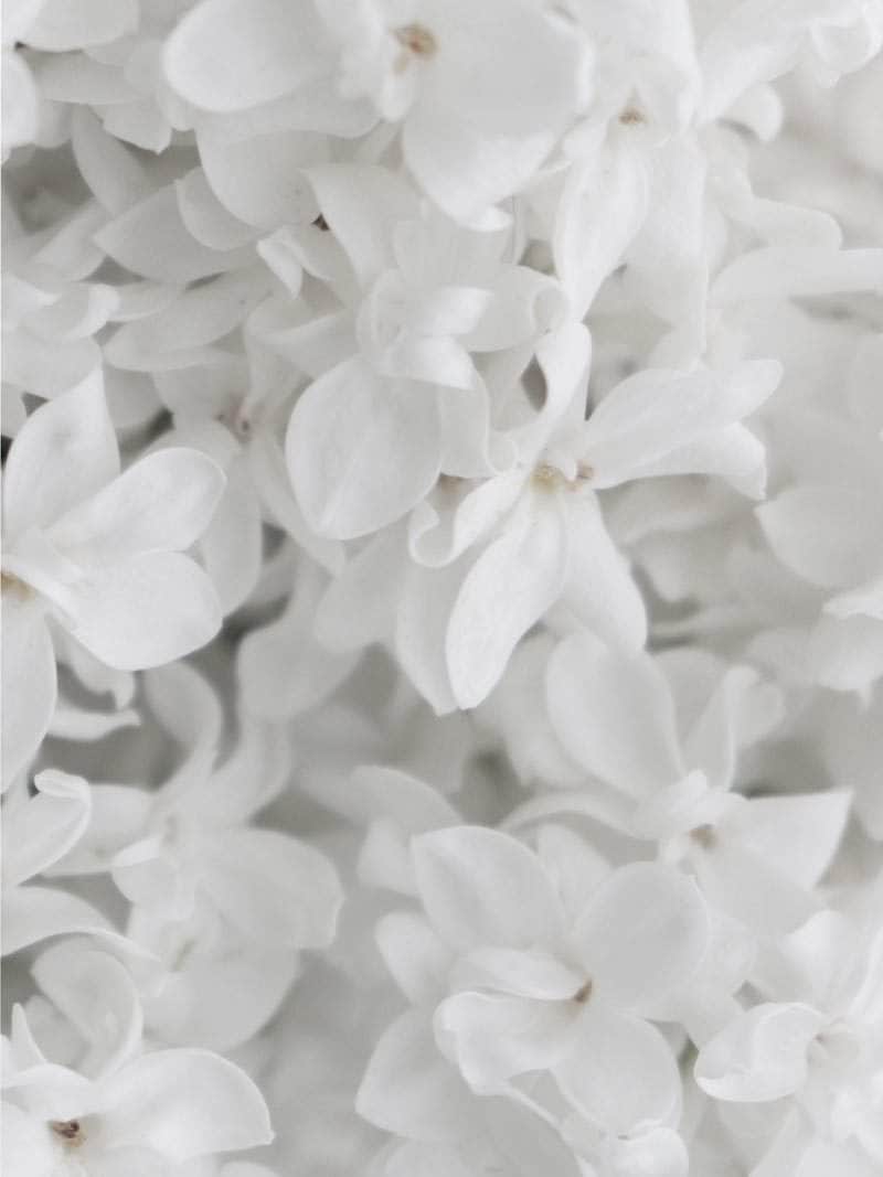 tidevand Blæse helvede Hvide blomster plakat