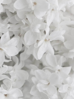 Hvide blomster plakat botanik