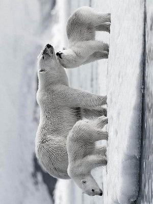 Isbjørn familie plakat dyr