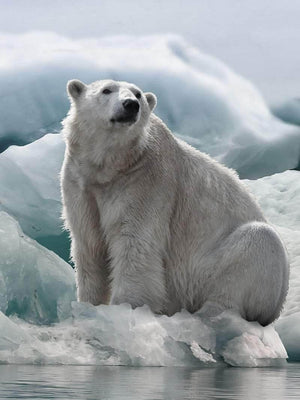 Isbjørn plakat dyr