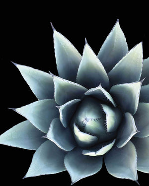 Kaktus blomst - Plakat botanik