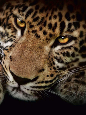 Leopard close-up - Plakat dyr