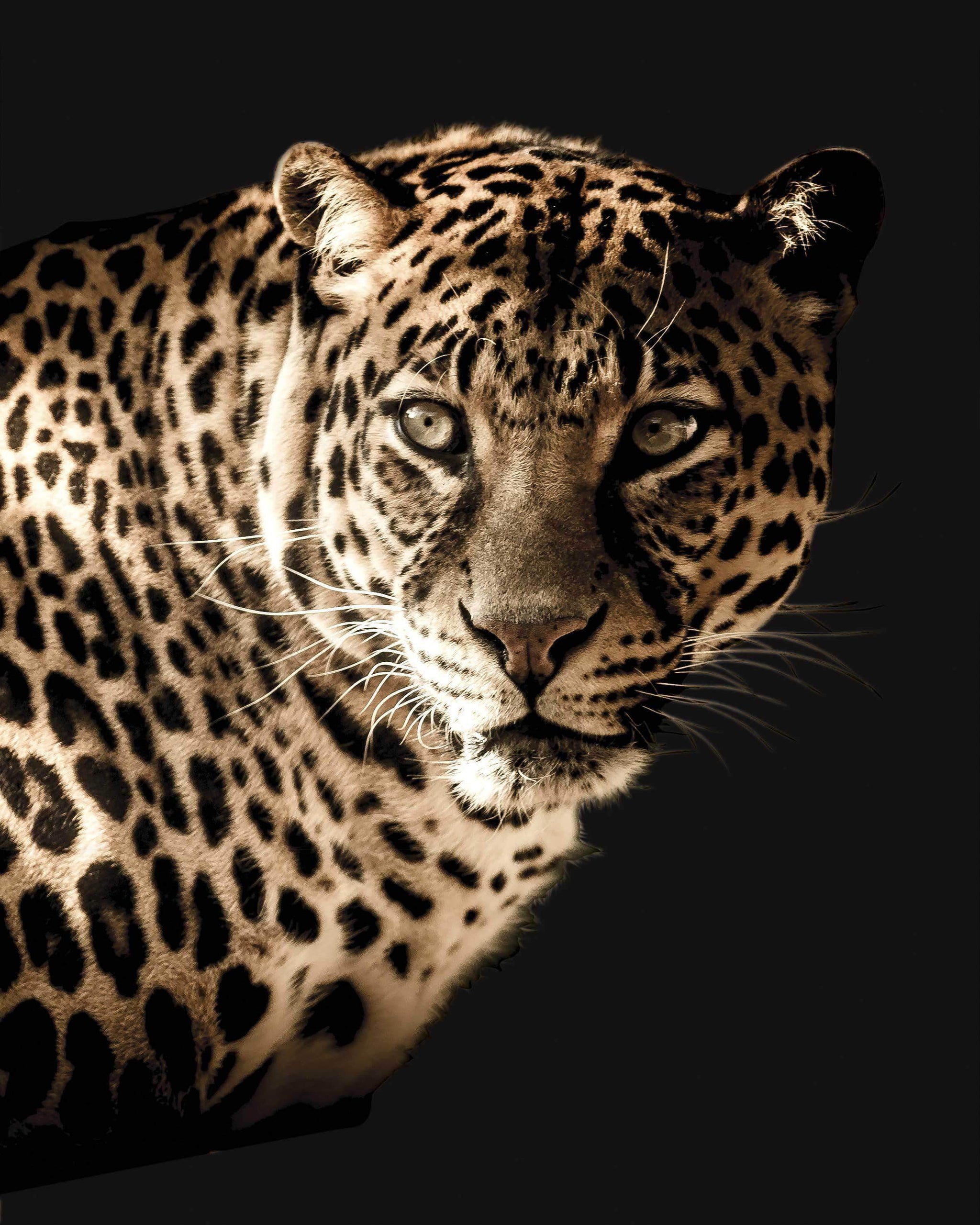Ambassade bede Ansigt opad → Leopard plakat. Køb dyreplakater fra 29 kr!
