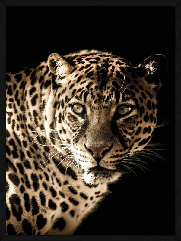 Leopard - Plakat dyr