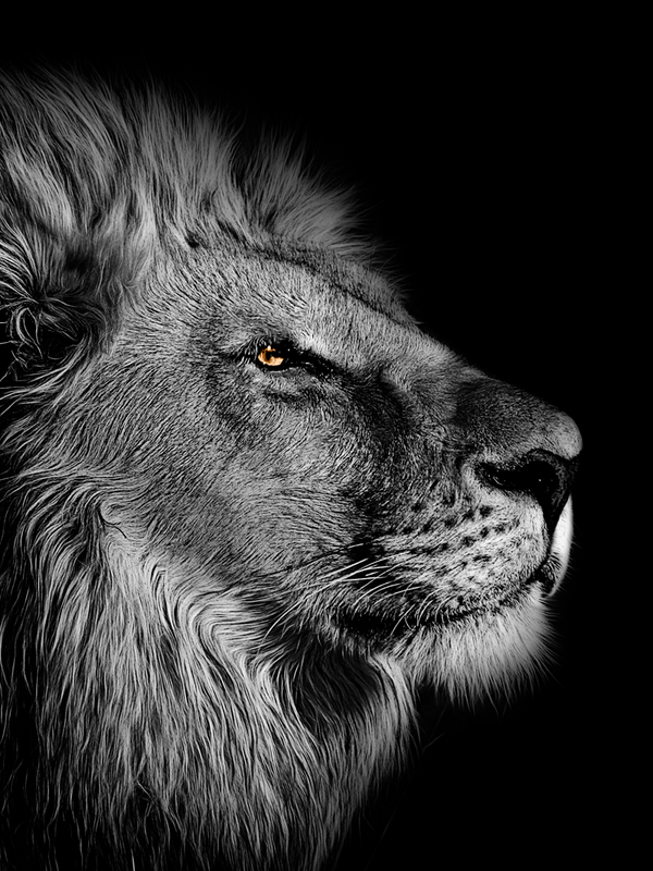 Løve i sort/hvid. Køb dyreplakater fra 29 kr!