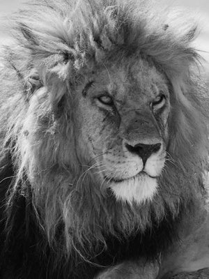 Løve med intens blik - plakat dyr