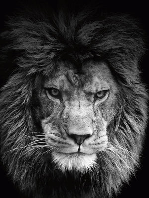 Løve plakat close-up dyr
