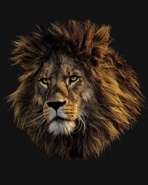 Løve - Plakat dyr