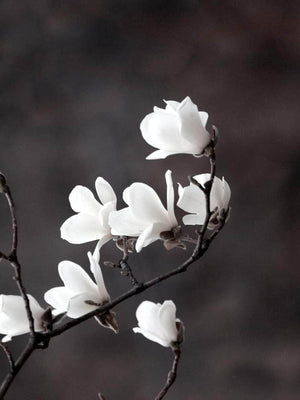 Magnolia blomster plakat botanik