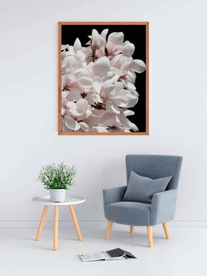 Magnolia - Plakat botanik