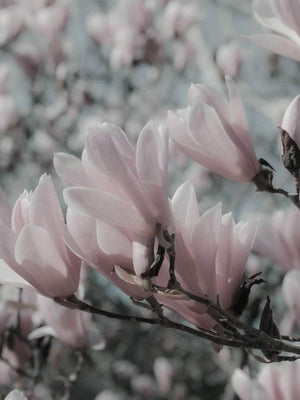 Magnolia plakat