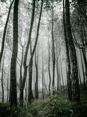 Morgendis i skoven natur