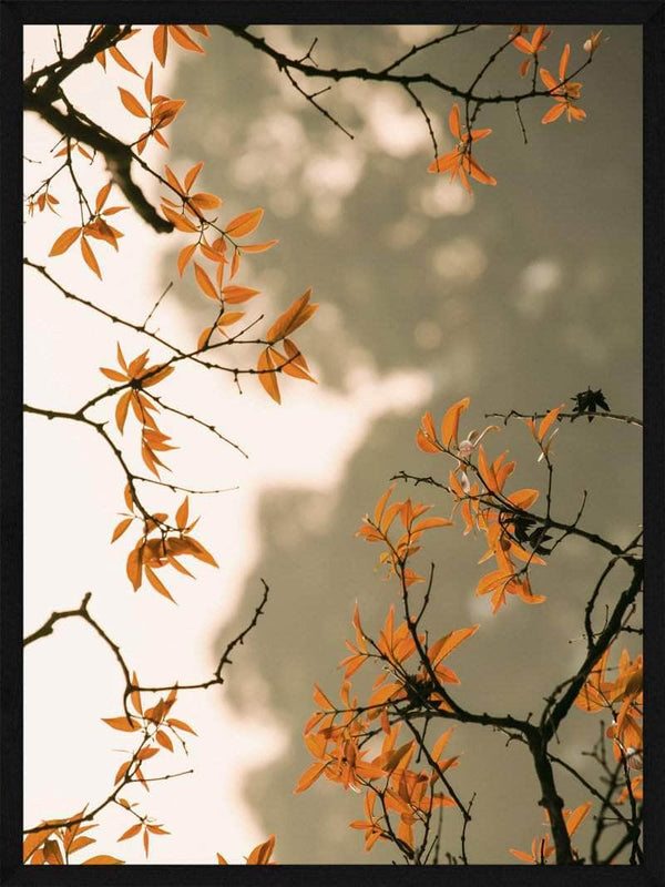 Orange blade plakat natur