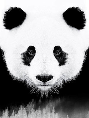 Panda plakat dyr