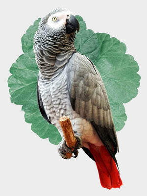 Papegøje plakat dyr