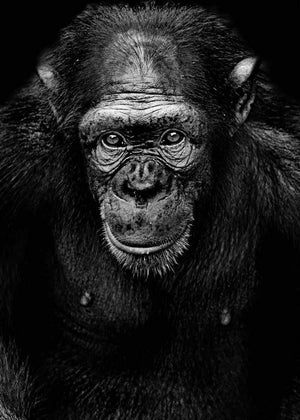 Portræt af en chimpanse dyr
