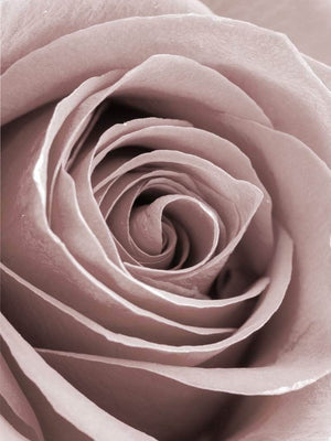 Rose close-up botanik
