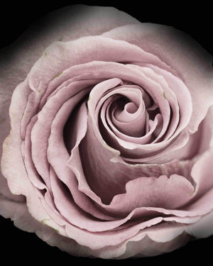 Rose - Plakat botanik