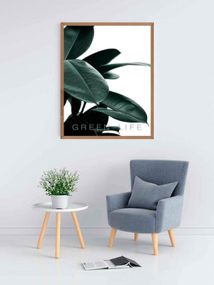 Rubber plant - Plakat botanik