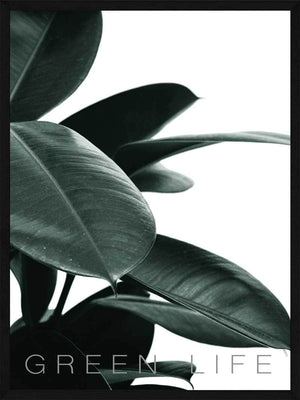 Rubber plant - Plakat botanik