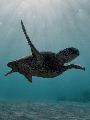 Skildpadde under havet - Plakat dyr