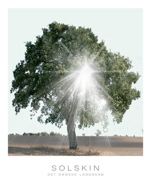 Smukt solskin igennem træ - Plakat botanik