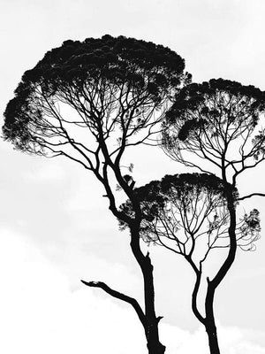 Sorte træer plakat natur