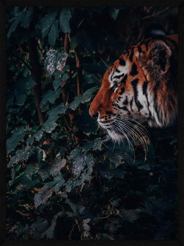 Tiger i junglen - Plakat dyr