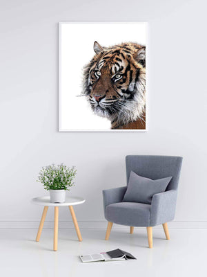 Tiger - Plakat dyr
