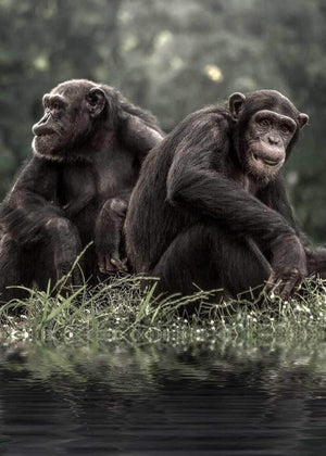 To chimpanser i skov dyr