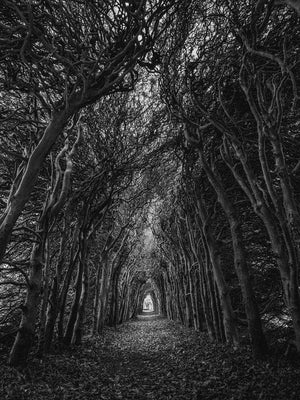 Tunnel af træer plakat natur