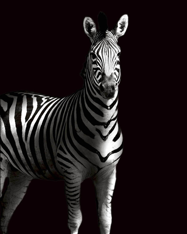 Zebra i skygge - Plakat dyr